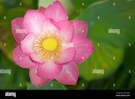 Nelumbo Nucifera Closeup Hi Res Stock Photography And Images Alamy