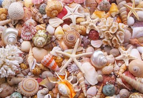 Solve Seashells By The Seashore Jigsaw Puzzle Online With Pieces