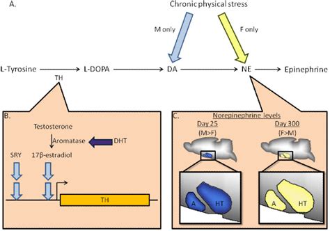 Figure From The Genetics Of Sex Differences In Brain And Behavior Semantic Scholar