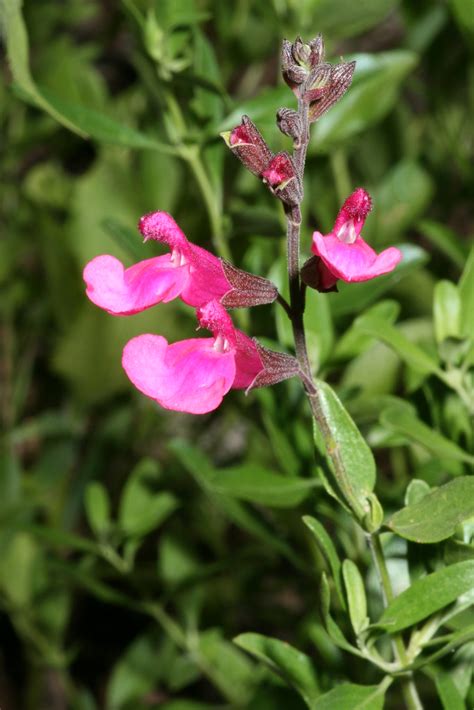 Salvia Greggii Wild Thing John Brandauer Flickr