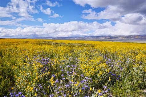 Carrizo Plain Wildflowers