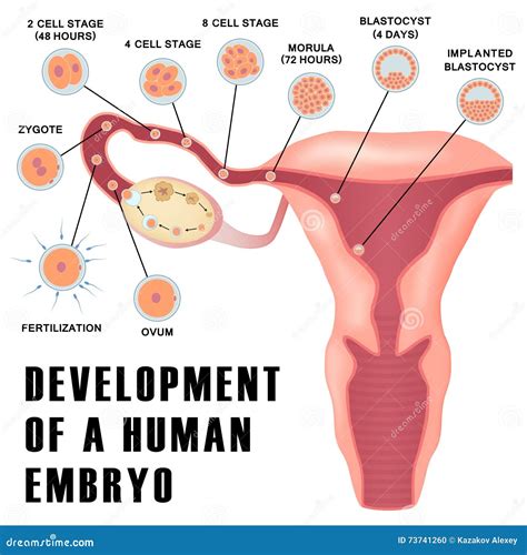 Desarrollo Temprano Del Embrión Humano Ilustración Del Vector Ilustración De Ovario Huevo