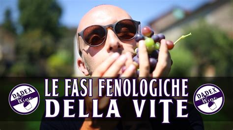 Le Fasi Fenologiche Della Vite Dadex Wine Youtube