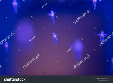 Naked Sea Butterfly Sea Angel Stock Photo 1467311801 Shutterstock