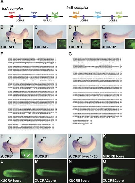 Functional Comparison Of Irx Ultraconserved Non Coding Regions Ucrs