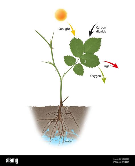 Process of Photosynthesis Stock Photo - Alamy