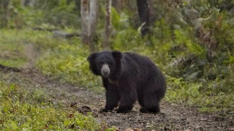 Sloth Bear In Kaziranga A Rare Sighting Slothbear Kaziranga