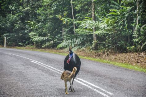 The Cassowary Trail Update Rainforest Rescue News