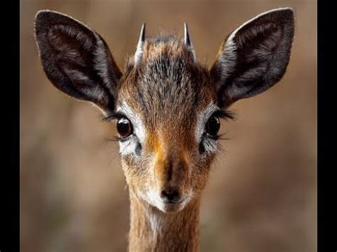 Deer Sounds - YouTube