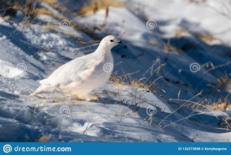 White-tailed Ptarmigan Hiding in Plain Sight Stock Photo - Image of resident, ground: 132273698