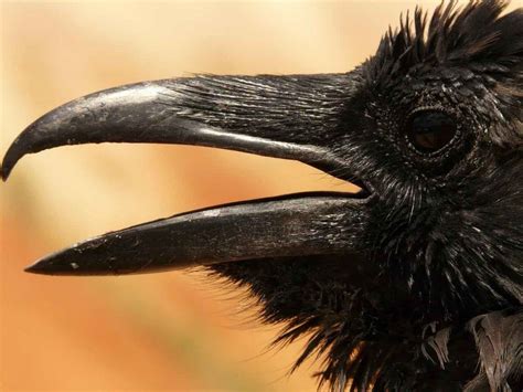 Corbeau Enterrement Voici Pourquoi Les Corbeaux Organisent Des