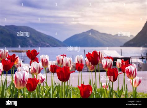 Colors Of Tulip At Lugano Lake Stock Photo Alamy