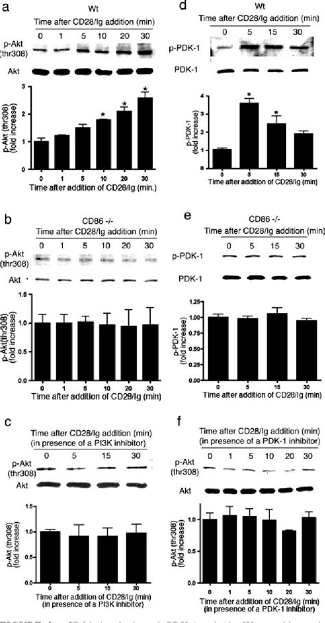 Figure 2 From CD86 Stimulation On A B Cell Activates The