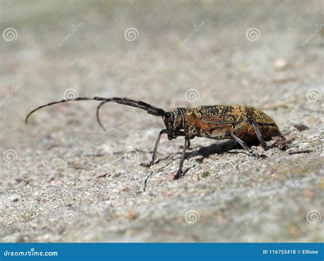 Brown Flying Beetle Stock Photo Image Of Flying Katydid 116755418