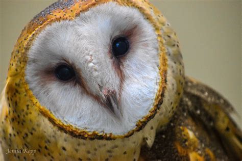 Raptor Spotlight - American barn owl