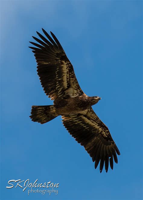 Juvenile Bald Eagle Flying: Matted Print on Metallic Paper - Etsy