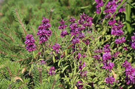 Монарда лимонная - Монарда - Травянистые растения для открытого грунта ...