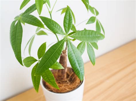 money tree repot