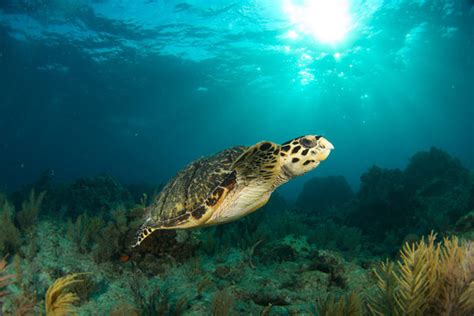 รูปภาพMarinelife – เลือกดูภาพถ่ายสต็อก เวกเตอร์ และวิดีโอ3,682 | Adobe ...