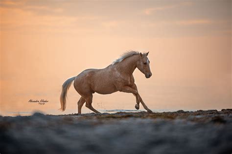 Pferd Am Meer Pferde Fotografie Pferdefotografie Pferd