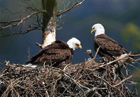 Bald eagles thriving in southwestern Pa. | Pittsburgh Post-Gazette