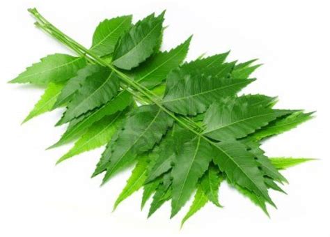 18 Proven Health Benefits of Neem "One Tree Pharmacy " | Reckon Talk