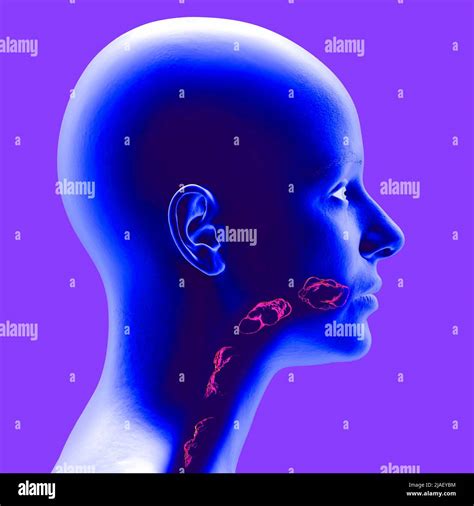 Disorders Of Swallowing Dysphagia Pharyngeal And Esophageal Dysphagia