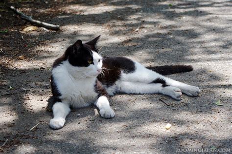 Ainoshima - Yet Another Cat Island in Japan » Zooming Japan