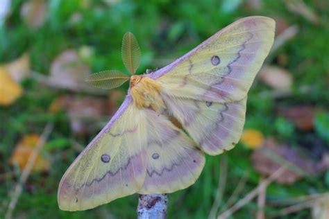 Perisomena Caecigena — Autumn Emperor Moth” Welcome Visitor