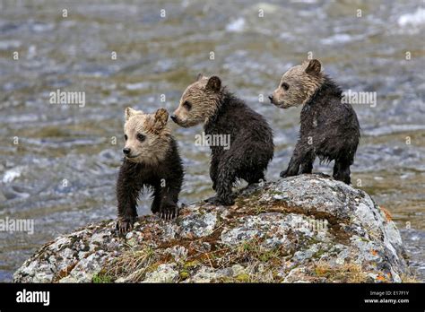 Newborn Grizzly Bear Cubs