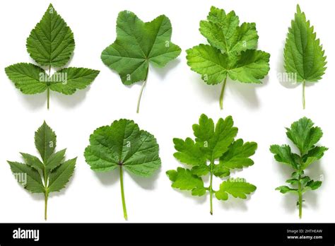 Set Collection Of Green Leaves Of Different Plants Isolated On White