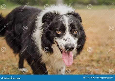 Portr T Von H Bschen Lteren Schwarzweiss Border Collie Stockbild