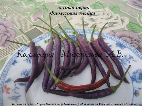 Острый перец Фиолетовая змейка.