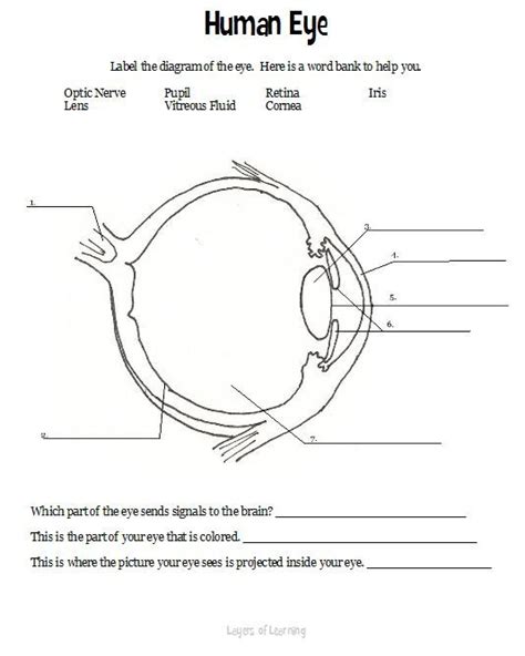 Eye Anatomy Worksheets