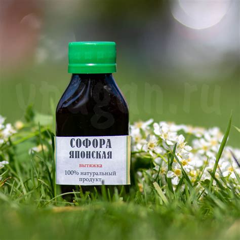 Настойка софоры купить