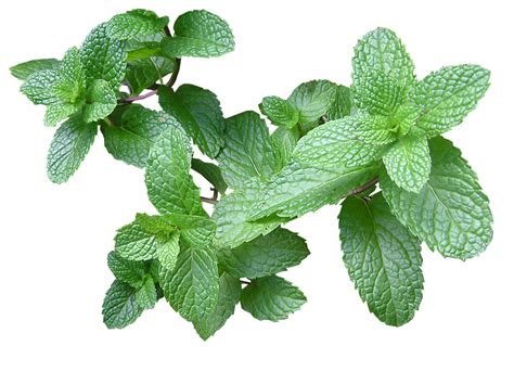 Herb Mint Cut Free Photo On Pixabay