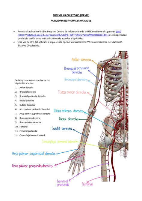 Tarea De La Semana Sistema Circulatorio Me