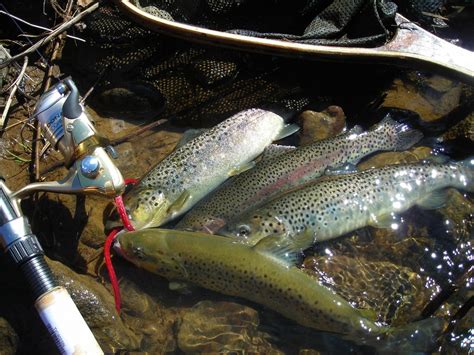 How To Catch More Fish Trout Fishing In Pennsylvania Harvesting Nature