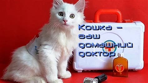 Кошка ваш домашний доктор - YouTube