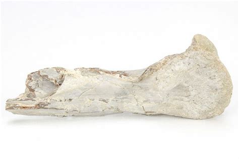 2.3" Fossil Pterosaur (Pteranodon) Distal Metacarpal - Kansas (#208354 ...