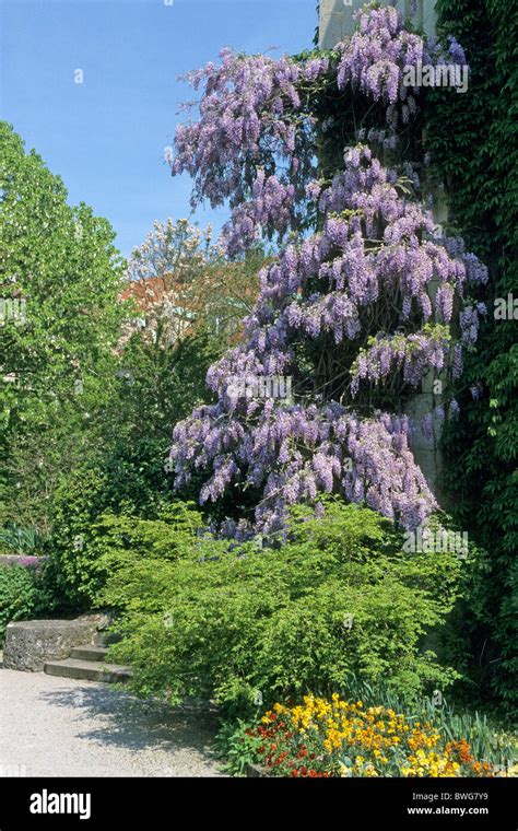 Chinese Wisteria Wisteria Sinensis Flowering Plant Climbing Up A