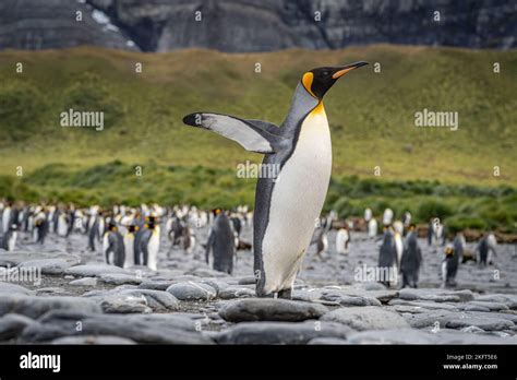 Emperor penguin breeding colony hi-res stock photography and images - Alamy