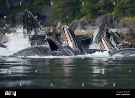 Usa Alaska Angoon Humpback Whales Megaptera Novaengliae Lunging From