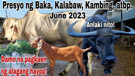 Livestock Updated Prices Cattle Trading Capital Of The Philippines