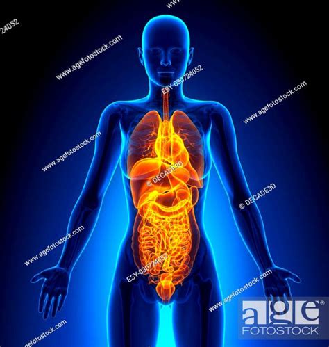 All Female Organs Human Anatomy Stock Photo Picture And Low