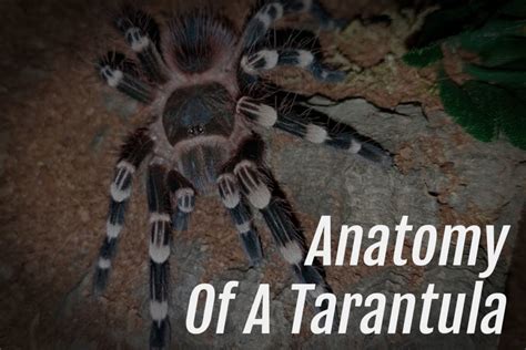 Anatomy Of A Tarantula - Arachnifiles