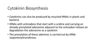 CYTOKININ Biosynthesis.pptx