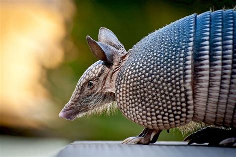 Protezione Dell Armadillo Incendi In Amazzonia