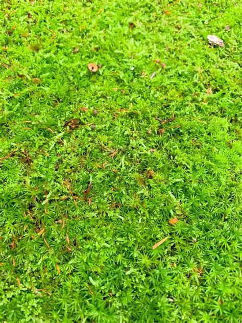 How To Grow Moss In Your Yard