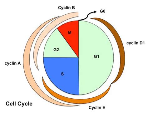 Lecture Week 1 And 2 Development Embryology